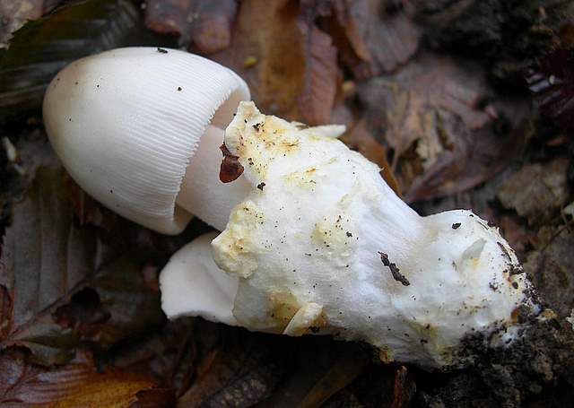 Amanita spec. Cod.: 4748-07
